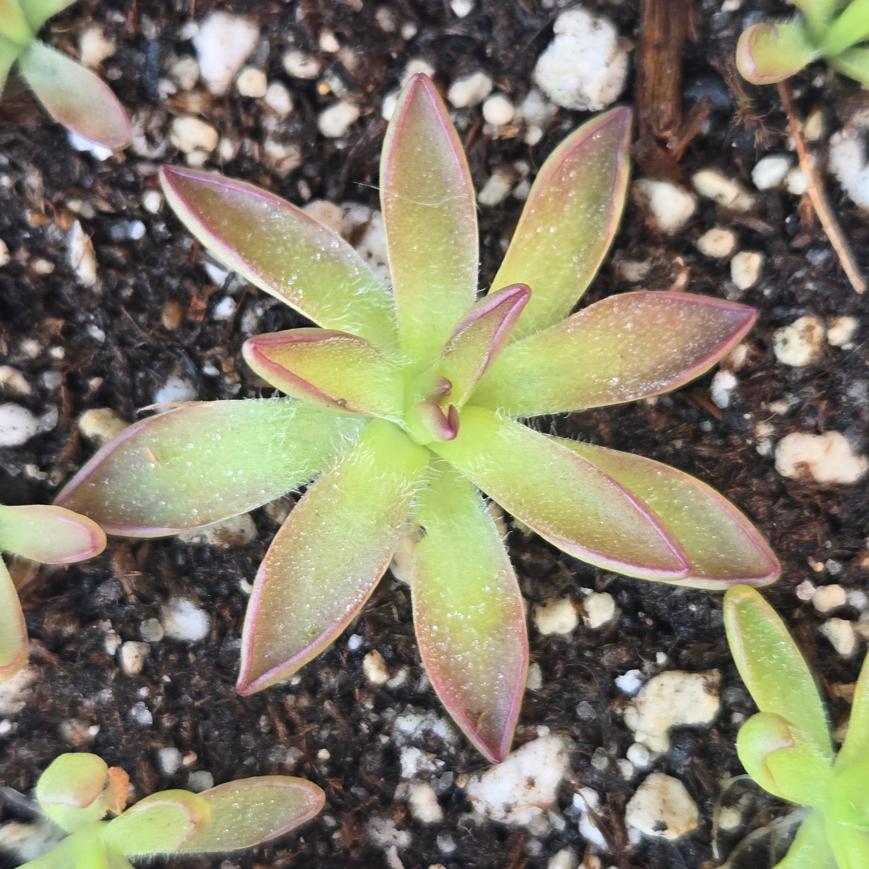 Pinguicula 'BCP Crystal'
