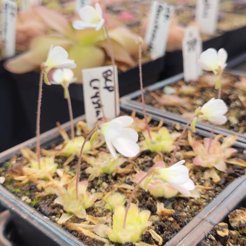 Pinguicula 'BCP Crystal'