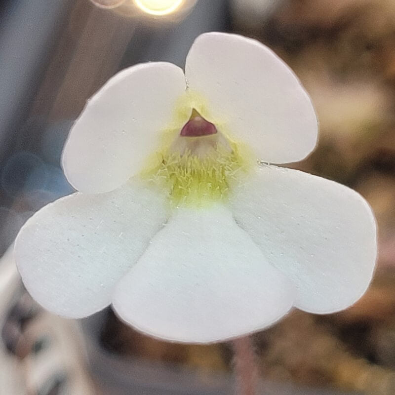 Pinguicula 'BCP Crystal'