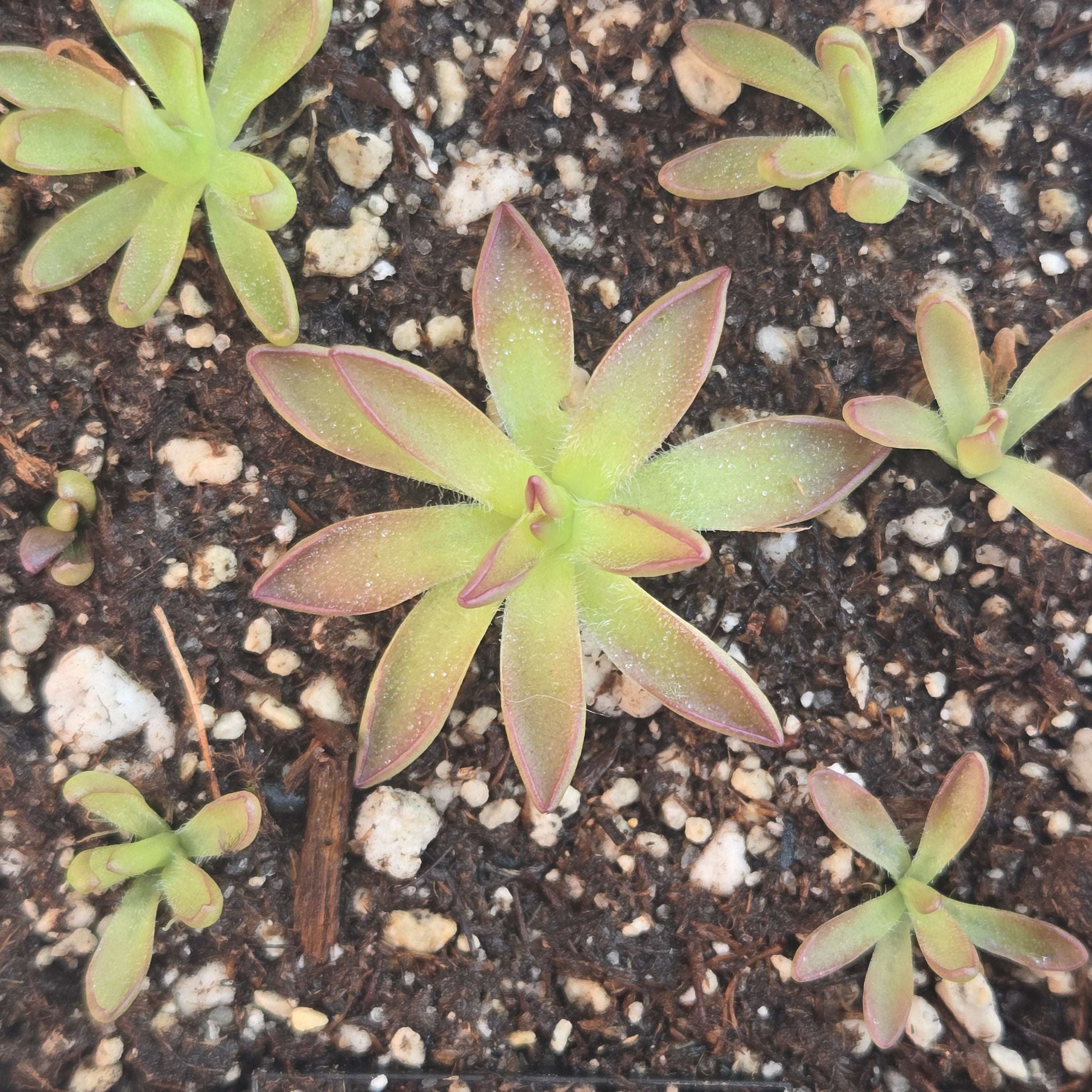 Pinguicula 'BCP Crystal'
