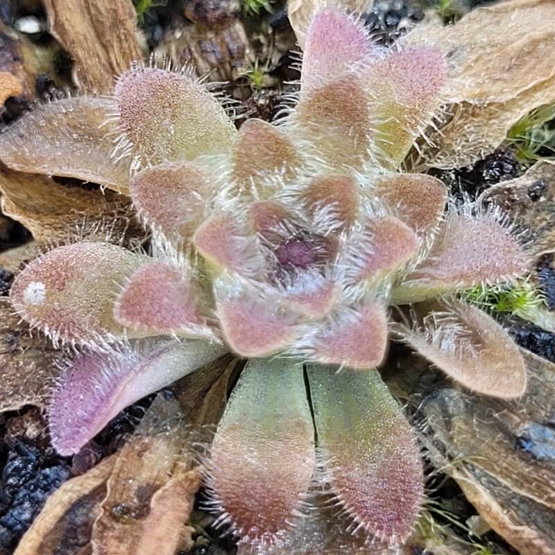 Pinguicula 'BCP Crystal'