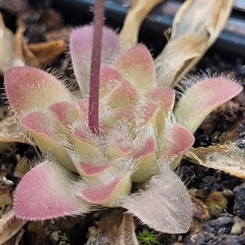 Pinguicula 'BCP Crystal'