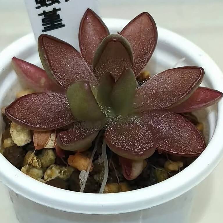 Pinguicula 'BCP Crystal'