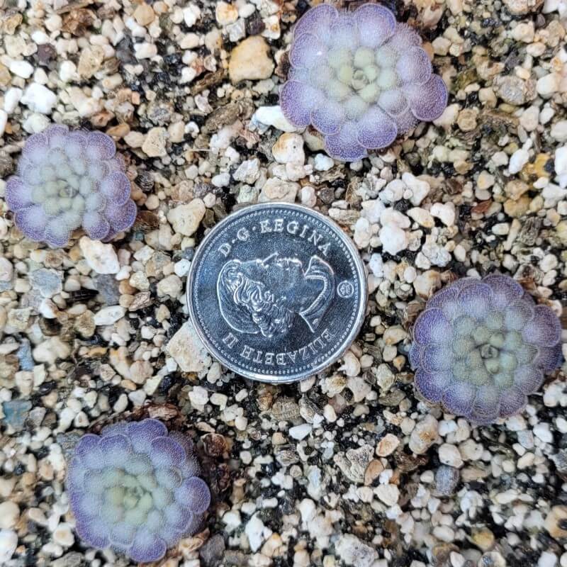 Pinguicula cyclosecta