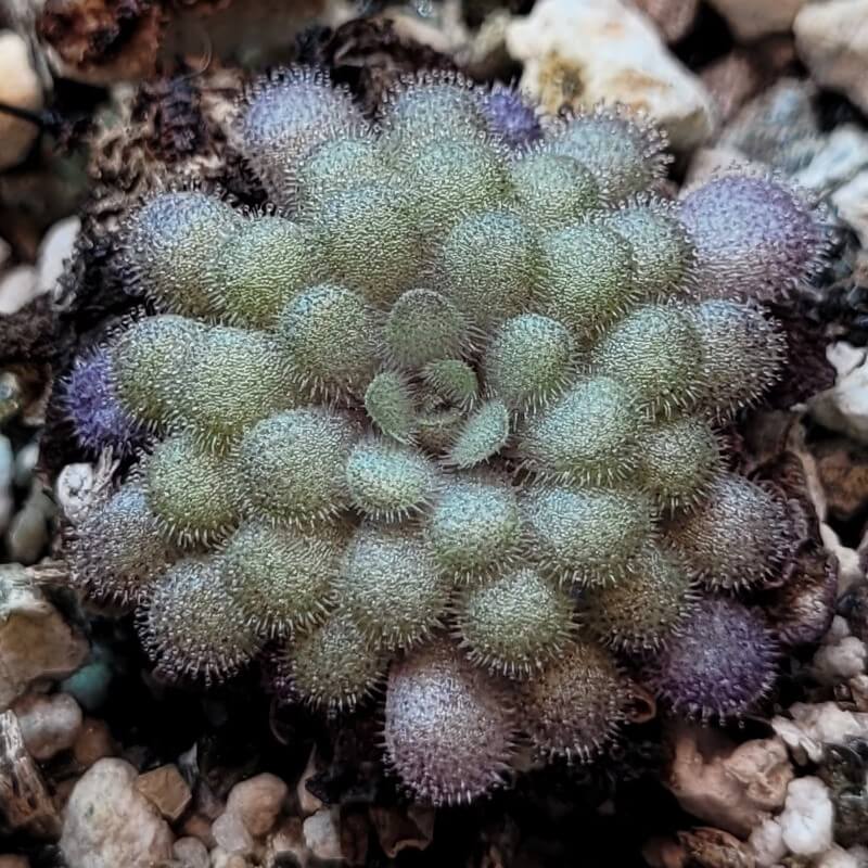 Pinguicula cyclosecta