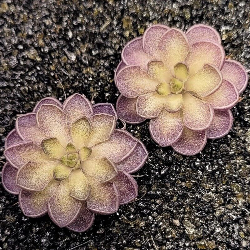 Pinguicula cyclosecta