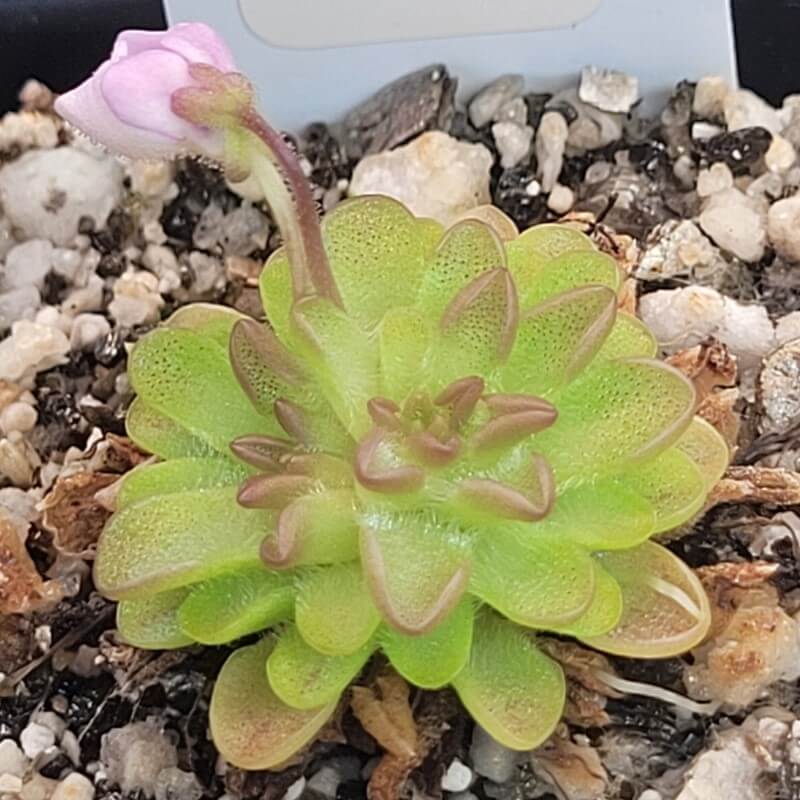 Pinguicula ehlersiae x immaculata