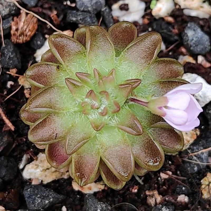 Pinguicula ehlersiae x immaculata