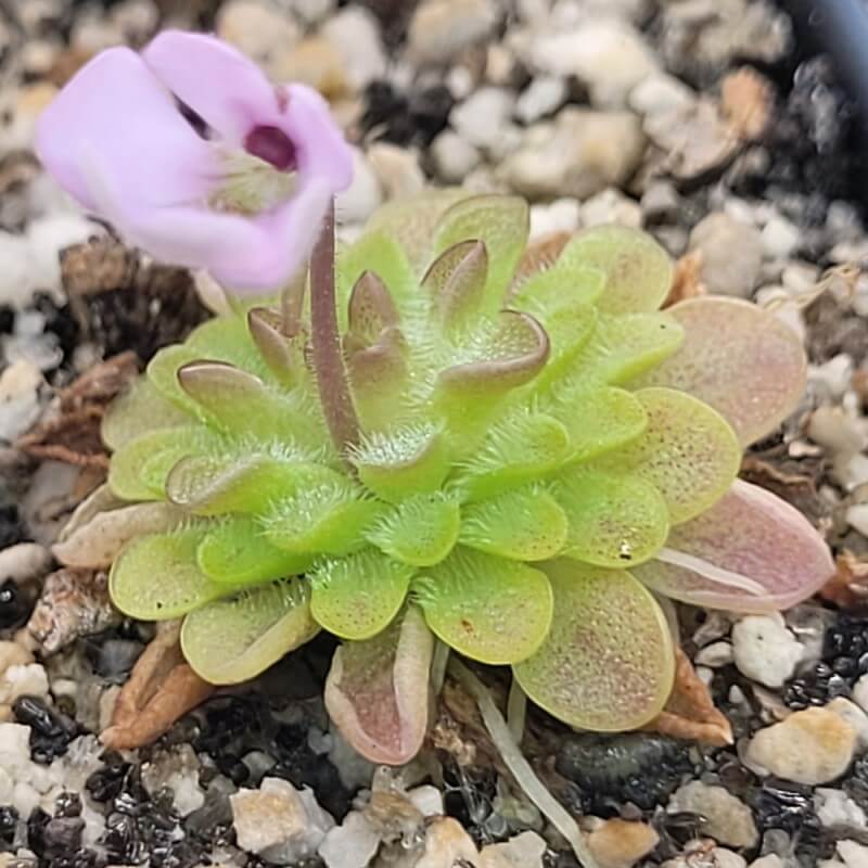Pinguicula ehlersiae x immaculata