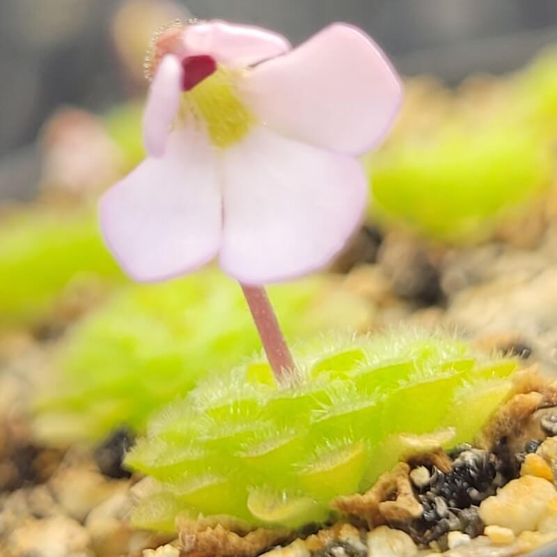 Pinguicula ehlersiae x immaculata