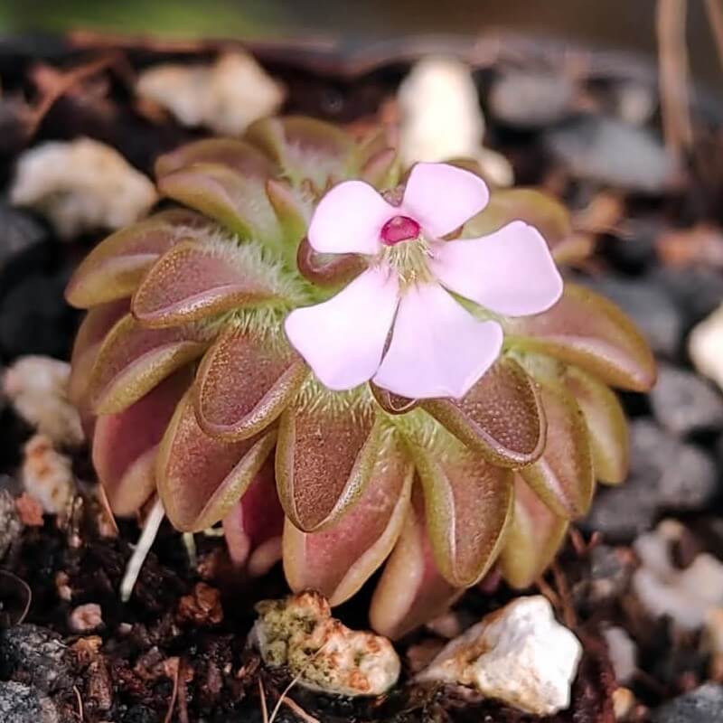 Pinguicula ehlersiae x immaculata