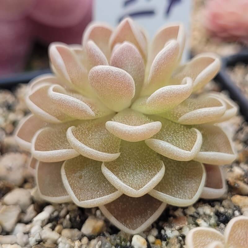 Pinguicula ehlersiae 'Ixmiquilpan'