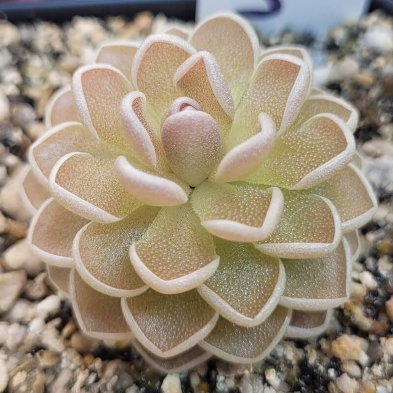 Pinguicula ehlersiae 'Ixmiquilpan'