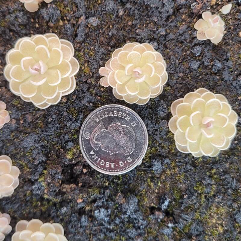 Pinguicula ehlersiae 'Ixmiquilpan'