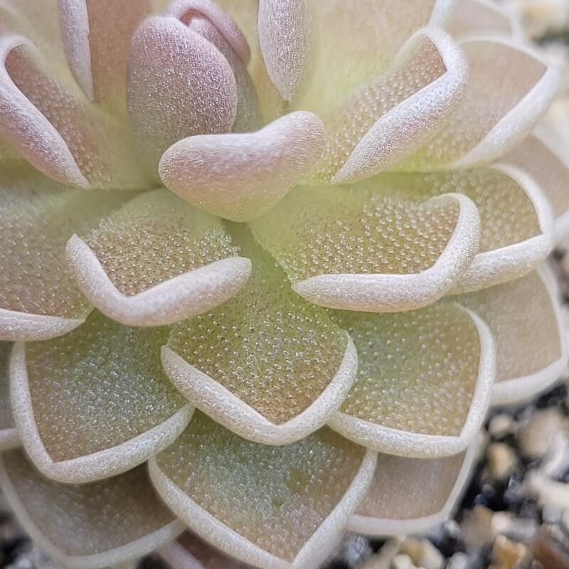 Pinguicula ehlersiae 'Ixmiquilpan'