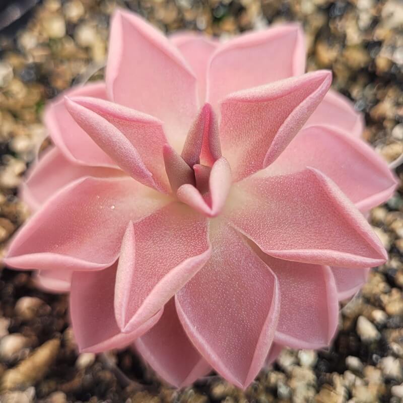 Pinguicula ehlersiae x mesophytica (clone #002)