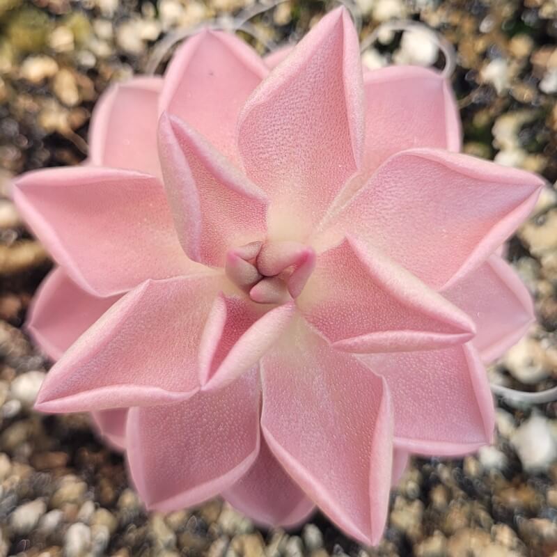 Pinguicula ehlersiae x mesophytica (clone #002)