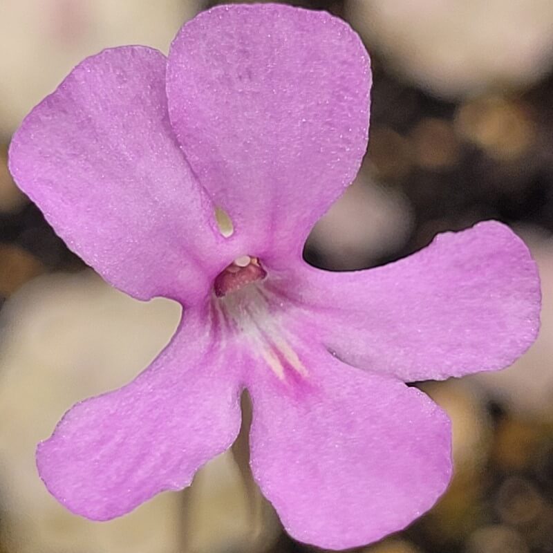 Pinguicula ehlersiae 'Mighty Mouse'