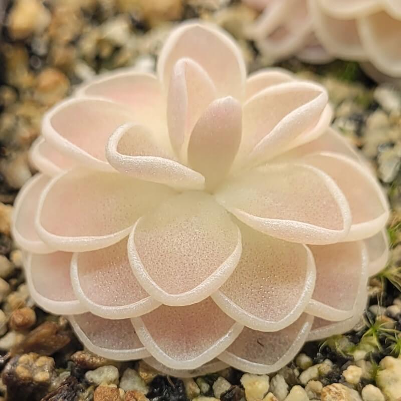 Pinguicula ehlersiae 'Mighty Mouse'