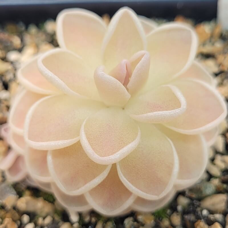 Pinguicula ehlersiae 'Mighty Mouse'