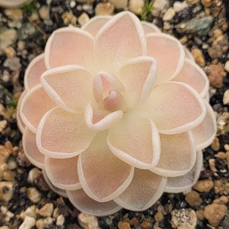 Pinguicula ehlersiae 'Mighty Mouse'