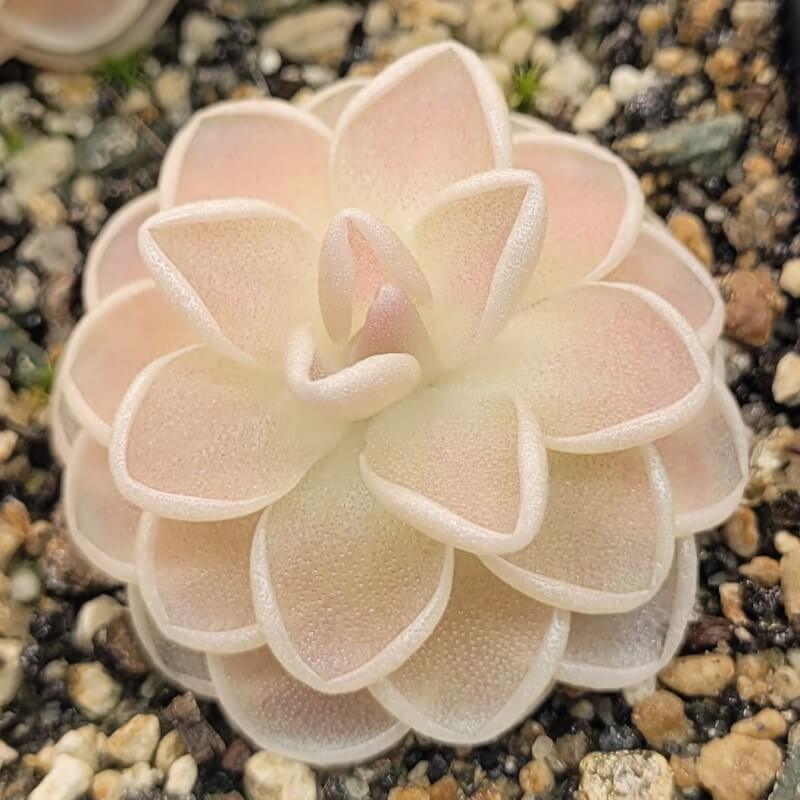 Pinguicula ehlersiae 'Mighty Mouse'