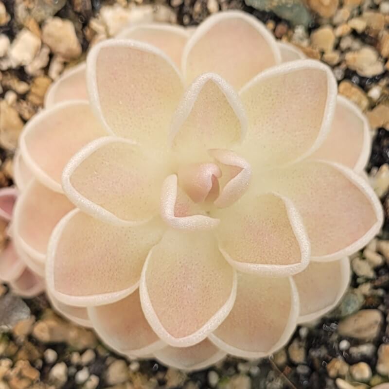Pinguicula ehlersiae 'Mighty Mouse'