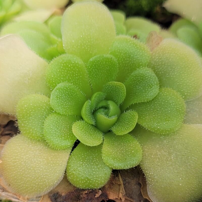 Pinguicula ehlersiae x unknown