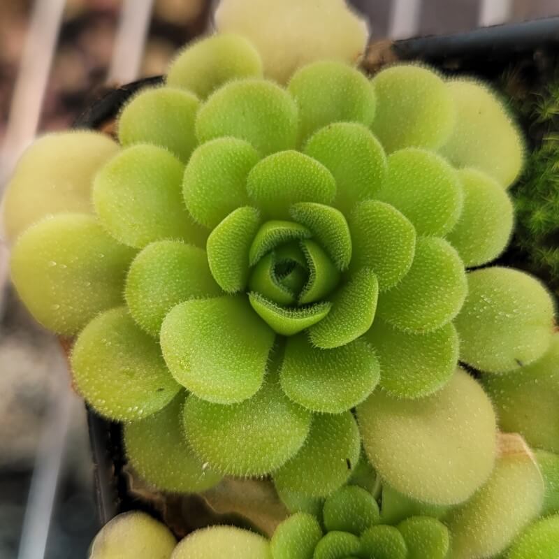 Pinguicula ehlersiae x unknown