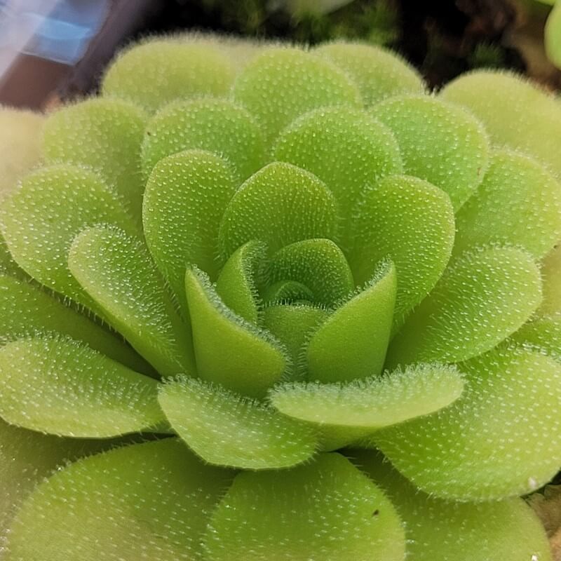 Pinguicula ehlersiae x unknown
