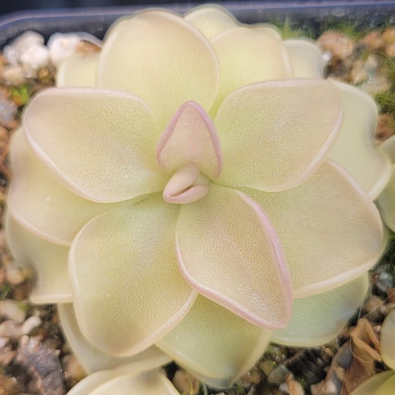 Pinguicula emarginata x 'Weser'