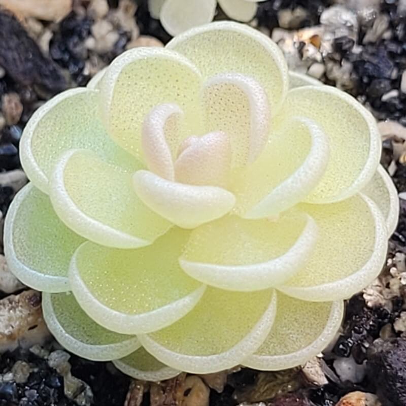 Pinguicula esseriana