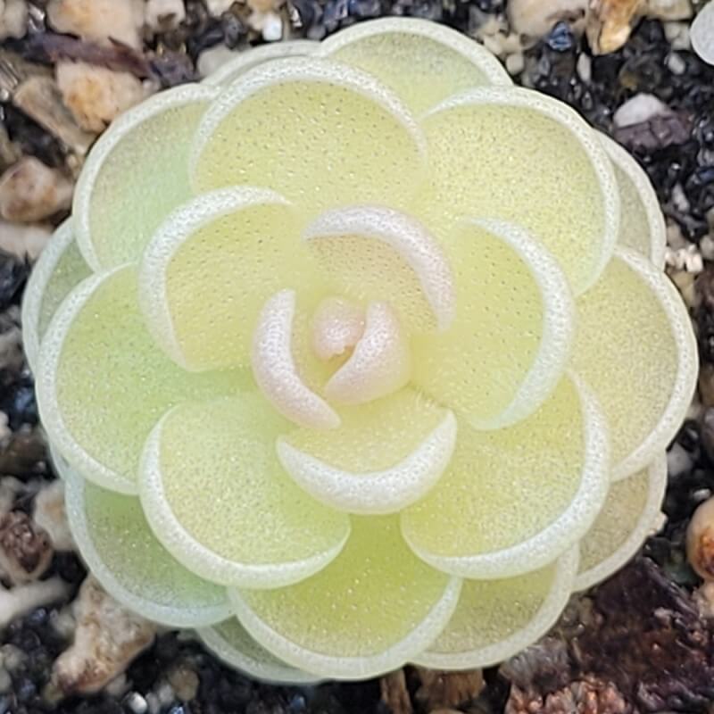 Pinguicula esseriana