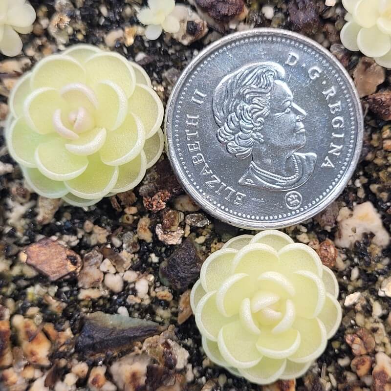 Pinguicula esseriana