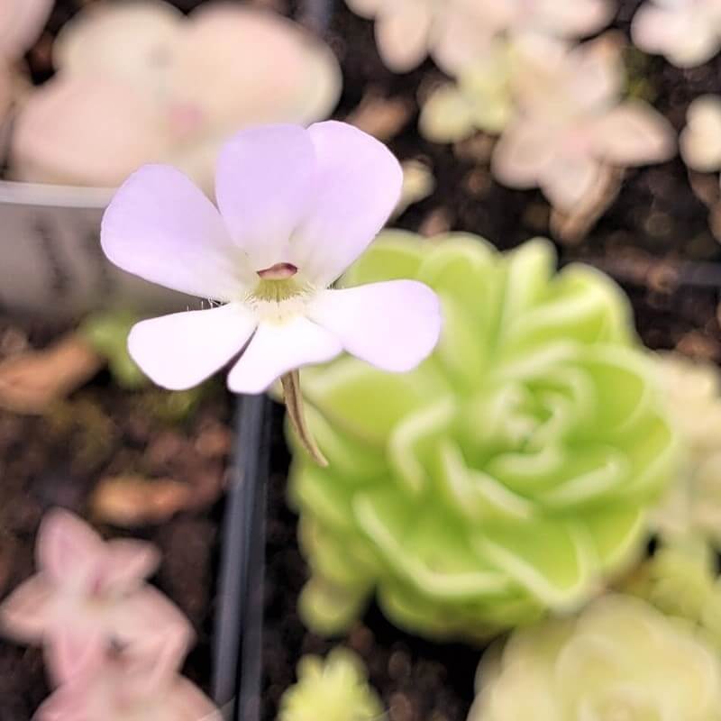 Pinguicula esseriana