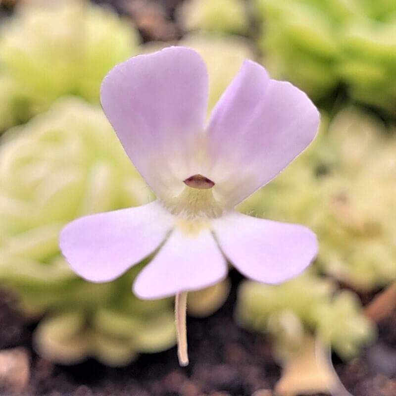 Pinguicula esseriana