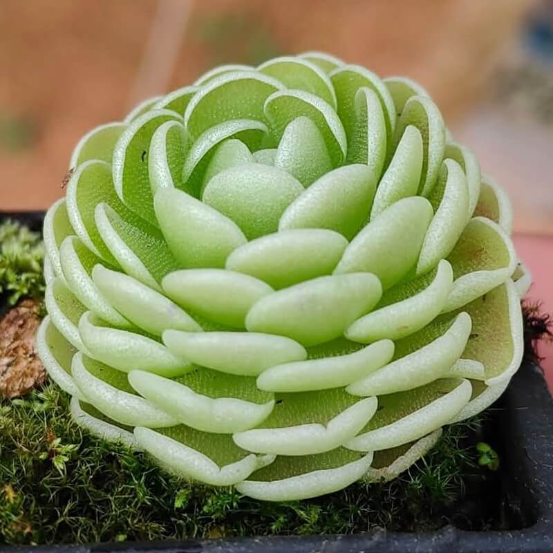 Pinguicula esseriana