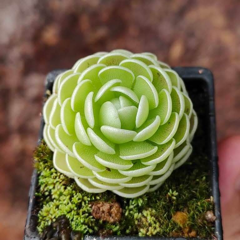Pinguicula esseriana