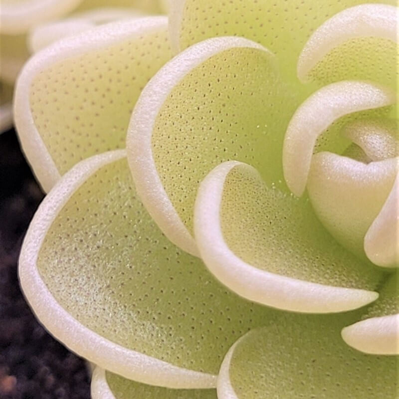 Pinguicula esseriana