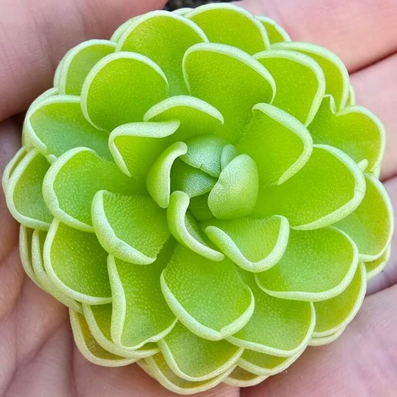 Pinguicula esseriana