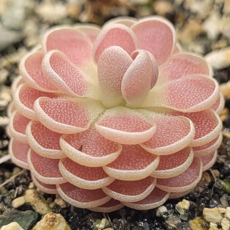 Pinguicula 'Florian'