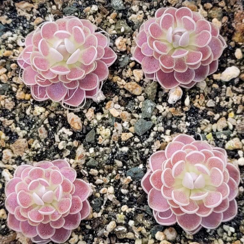 Pinguicula 'Florian'