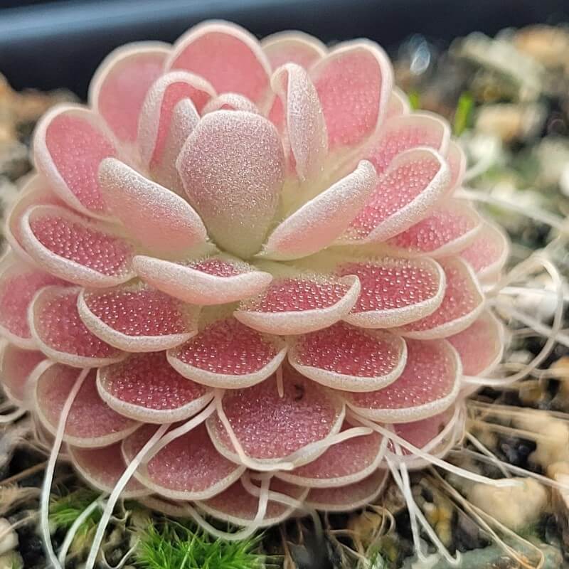 Pinguicula 'Florian'