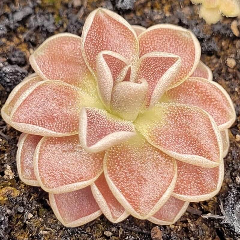 Pinguicula 'Florian'