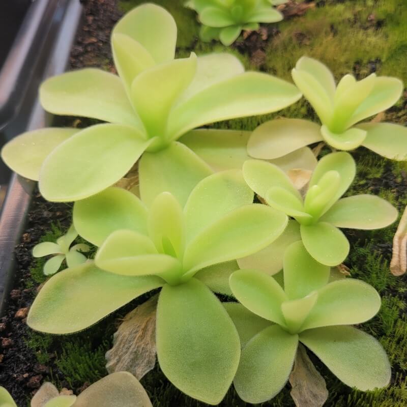 Pinguicula gigantea