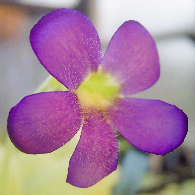 Pinguicula gigantea