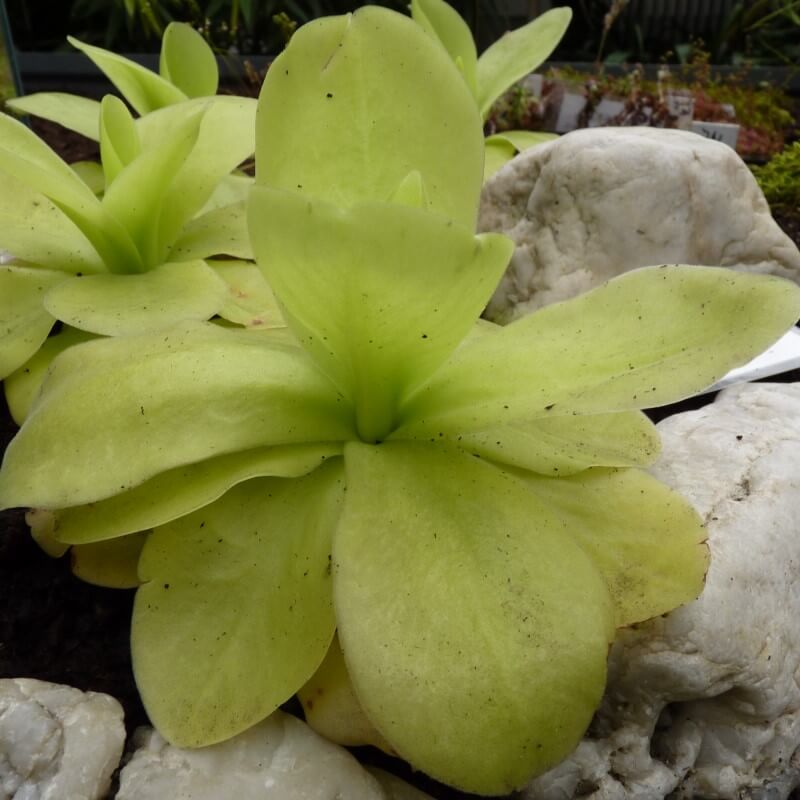 Pinguicula gigantea