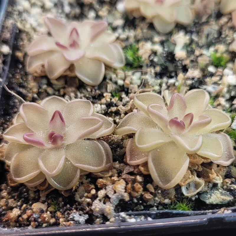 Pinguicula gracilis