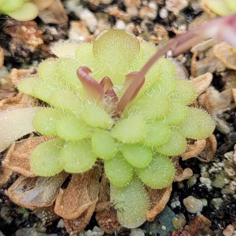 Pinguicula gracilis