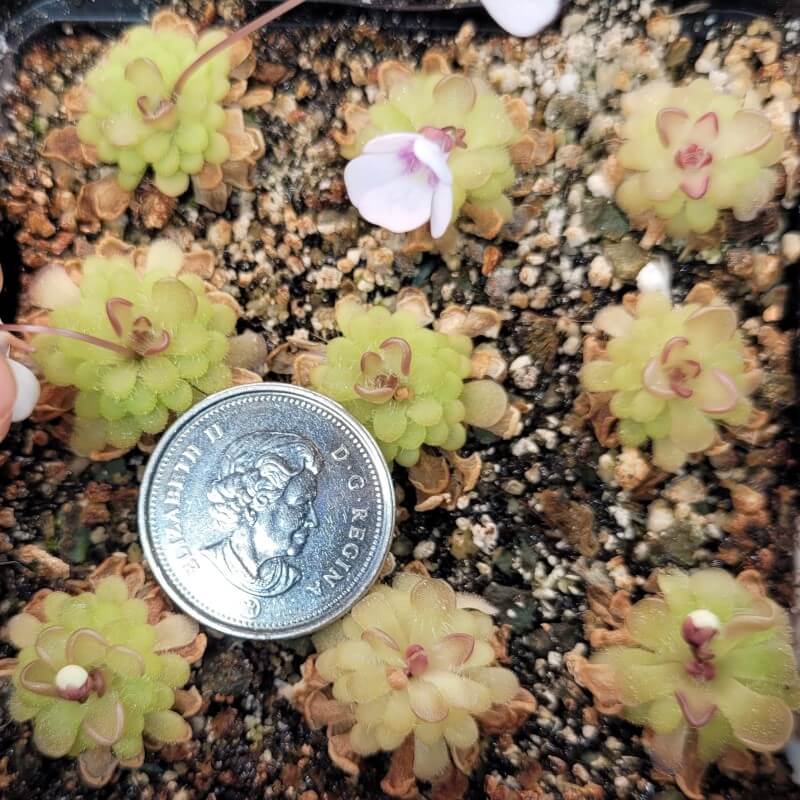 Pinguicula gracilis